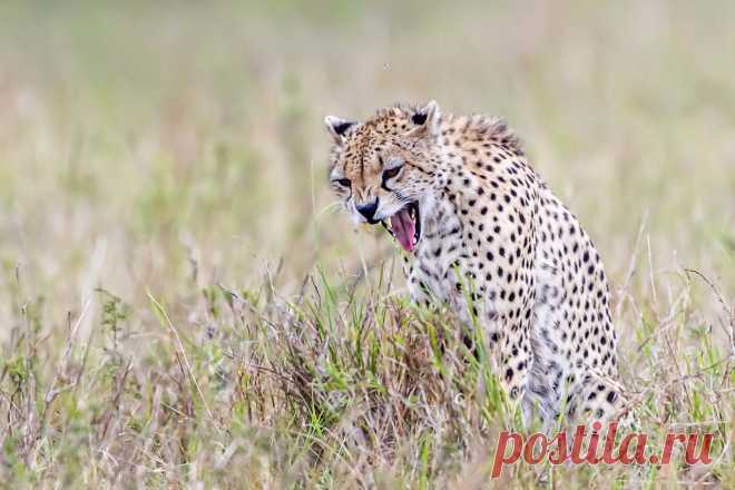 GUEPARD GP-3149 Explore macdelou's photos on Flickr. macdelou has uploaded 505 photos to Flickr.