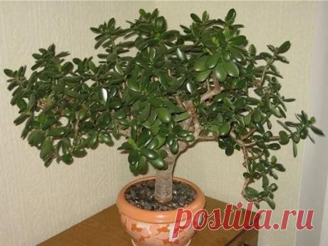 Популярное – Google+