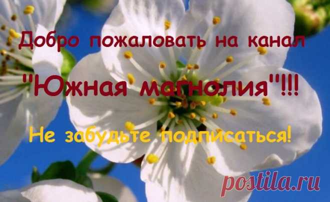 Комнатные растения с красивыми листьями, которые очень быстро растут