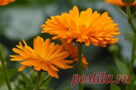 Неприхотливые спартанцы. Какие растения могут сами себя посеять? Однолетники, в отличие от дорогих многолетних культур, могут покрыть большую площадь, особенно если собирать и сеять семена самостоятельно. Мало того, некоторые из них способны потом сами пересеиваться.