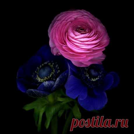 Плейкаст «ЦВЕТЫ ДЛЯ ВАС!!»