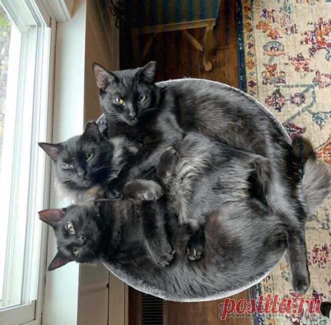 Коты — потрясающие создания, которые без особого труда помещаются в любой емкости Коты — потрясающие создания, которые без особого труда помещаются в любой емкости
Котики — это смесь тигра и ужа. Пушистые комочки могут пролезть везде! 
Они словно жидкость — легко помещаются в любой...
