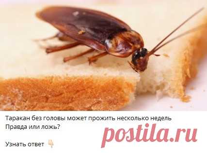Таракан без головы может прожить несколько недель
Правда или ложь?

Узнать ответ 👇🏻

Ответ в телеграм канале "Интересные Викторины с ответами"
Каждый день новые  Викторины
ссылка в описании