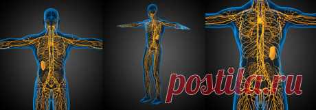 ОЧИЩЕНИЕ ЛИМФЫ: Золотые рецепты фитотерапии