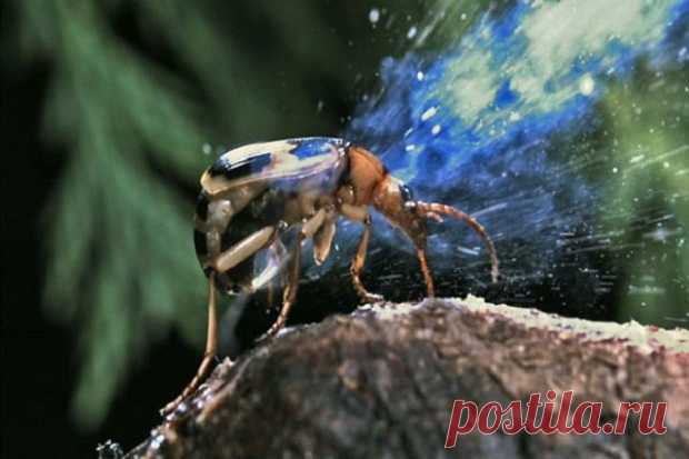 10 удивительных странностей природы