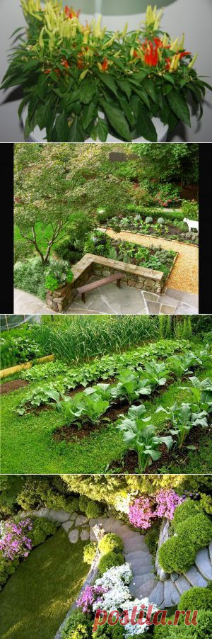 ХИТРОСТИ ОГОРОДНИКОВ