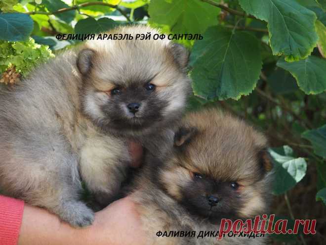 наши рыжики