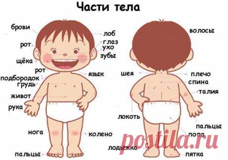 ЗАГАДКИ ПРО ЧАСТИ ТЕЛА