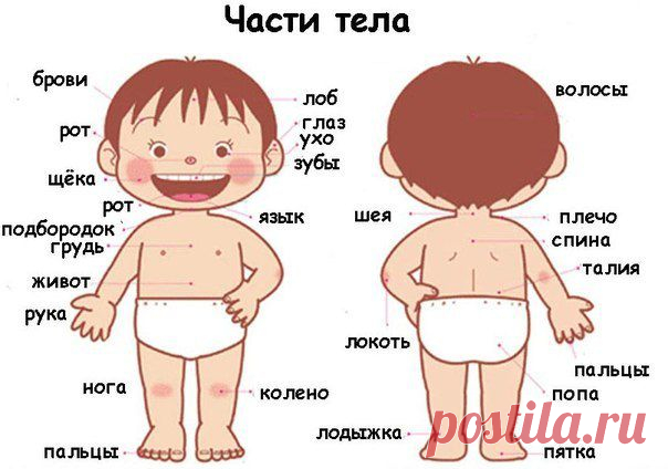 ЗАГАДКИ ПРО ЧАСТИ ТЕЛА