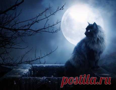 Вот таких кошек нашла.Любуйтесь. / Картинки для декупажа / PassionForum - мастер-классы по рукоделию