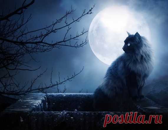 Вот таких кошек нашла.Любуйтесь. / Картинки для декупажа / PassionForum - мастер-классы по рукоделию