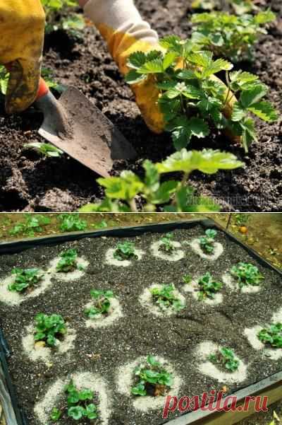 Удобрения для клубники: виды, нормы и особенности внесения