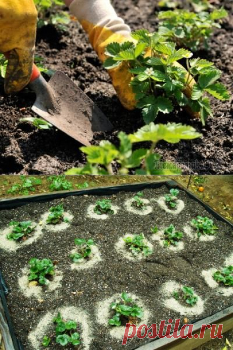 Удобрения для клубники: виды, нормы и особенности внесения