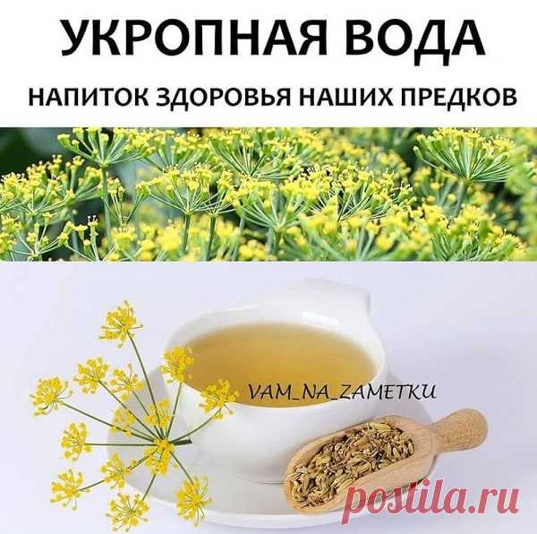Укропная вода: польза и вред, для чего используется и как принимать