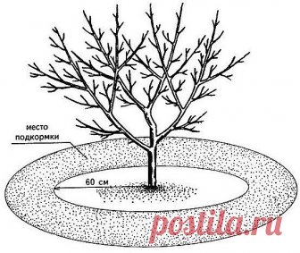 ЧЕМ ПОДКАРМЛИВАТЬ ВИШНЮ?

Подкормка весной - зола, по литровой банке, по влажной почве, по периметру кроны, 1 столовая ложка мочевины и 2 столовые ложки бесхлорного калия (при подкормке хлористым калием сбросит листья) на 10 л воды (не менее 3 - 4 ведер на растение). Можно заменить калийной селитрой (2 столовые ложки). Во время интенсивного роста завязей следует опрыскать по листьям раствором микроэлементов. Кроме того, нужна еще одна литровая банка золы для наращивания ко...
