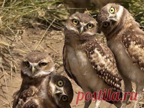 Примерно так выглядят друзья тех, кто отказывается пить в пятницу......