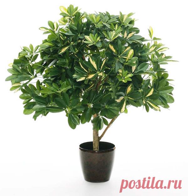 Шефлера &#8212; секреты выращивания &#8212; Чудеса