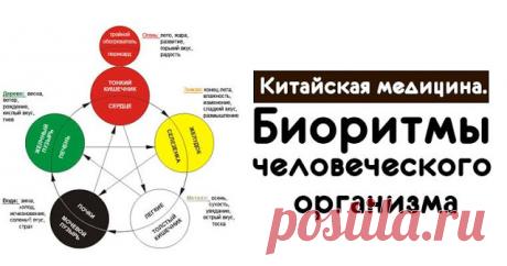 Китайская медицина. Биоритмы человеческого организма 
 
Любой человеческий организм работает по заданному Природой ритму. 
 
Суточный биоритм начинает функционировать с работы легких (система легких, с 3:00 до 5:00 часов). В это время предельно активно …