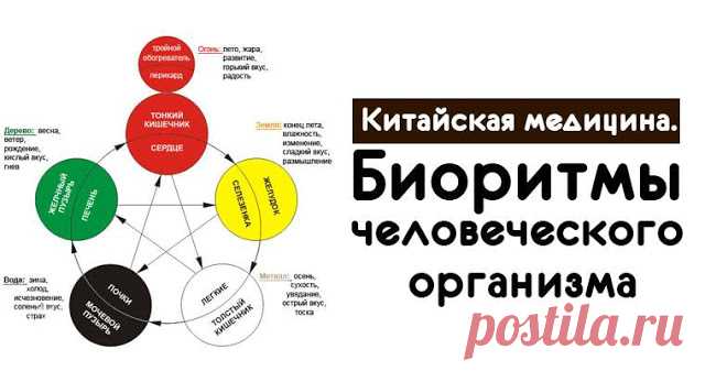 Китайская медицина. Биоритмы человеческого организма 
 
Любой человеческий организм работает по заданному Природой ритму. 
 
Суточный биоритм начинает функционировать с работы легких (система легких, с 3:00 до 5:00 часов). В это время предельно активно …
