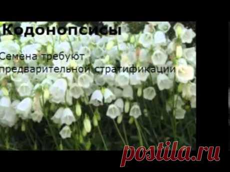 Что сеять в феврале на рассаду из цветов и овощей.
