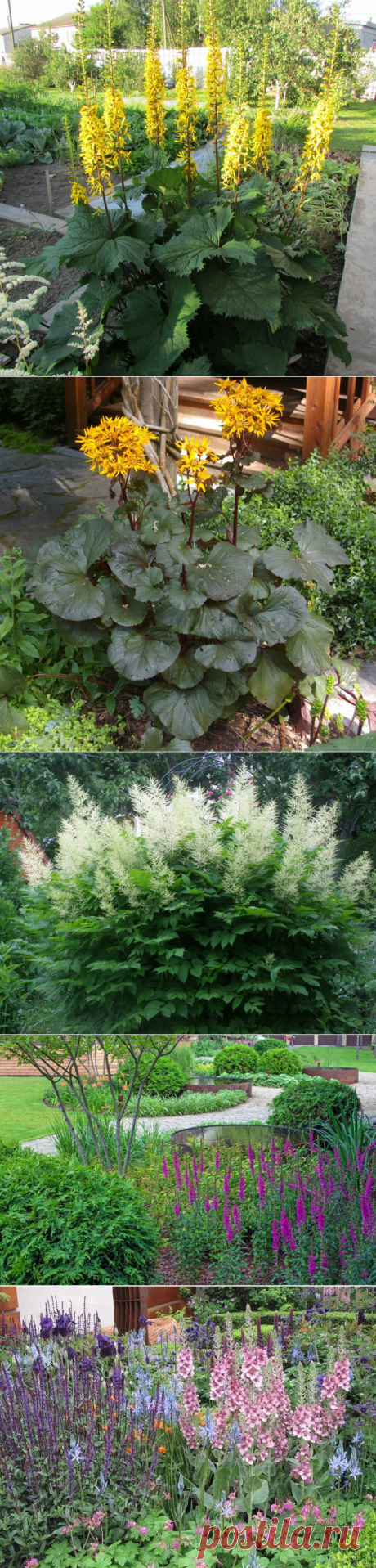Вместо дельфиниума и подсолнуха. Список высокорослых цветов, которые не часто встречаются на клумбах | Наша жизнь| сад и огород | Яндекс Дзен