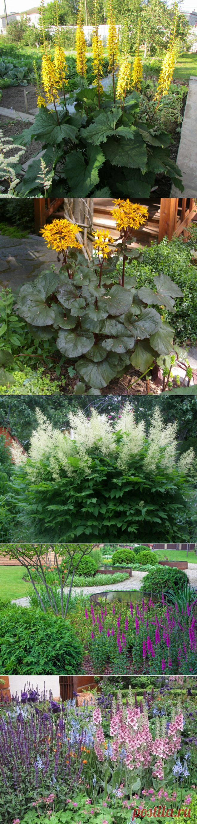 Вместо дельфиниума и подсолнуха. Список высокорослых цветов, которые не часто встречаются на клумбах | Наша жизнь| сад и огород | Яндекс Дзен