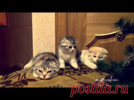 Contagious Yawning / Заразительное зевание - YouTube