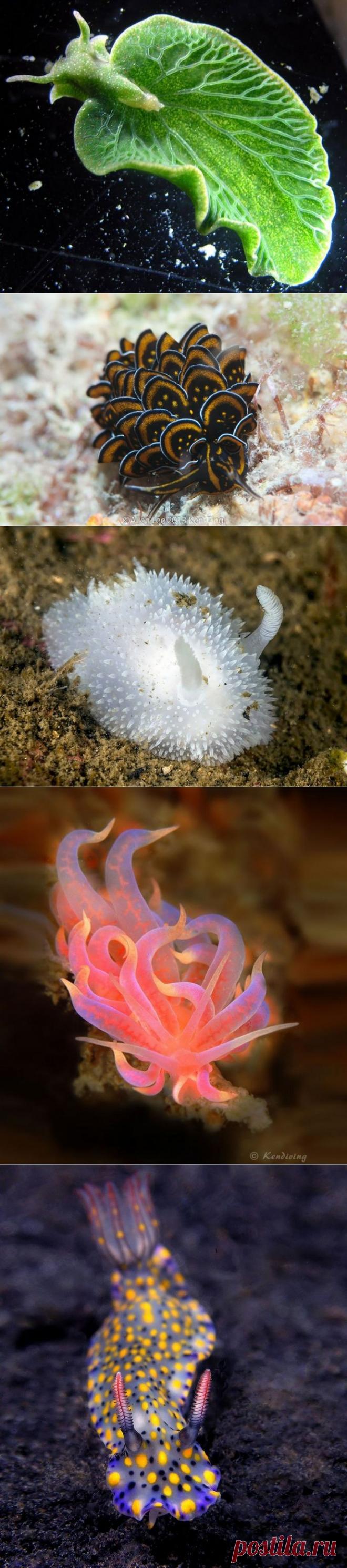 Потрясающая красота морских моллюсков - Всё самое красивое и интересное