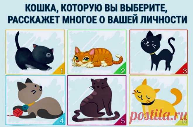 Тест "Выбери кошку" &raquo; Женский Мир