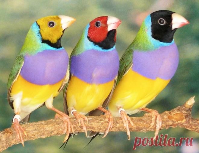 Гульдовая амадина | Zooclub сайт о животных