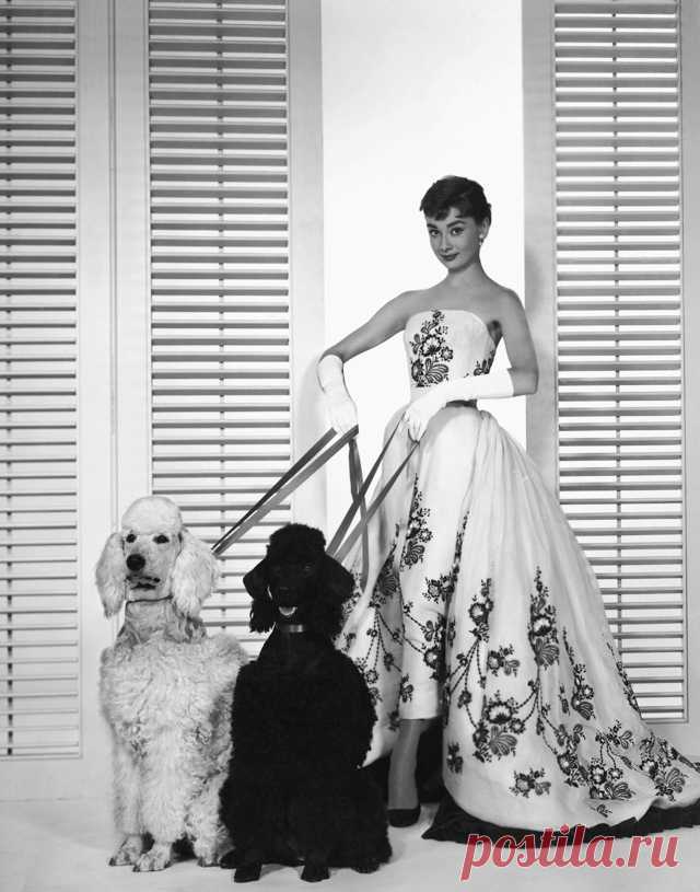 Annex - Hepburn, Audrey (Sabrina)_14.JPG (640×815)