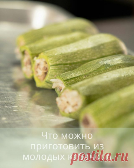 Что можно приготовить из молодых кабачков — Готовим дома