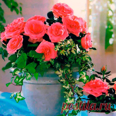 Комнатное растение Роза (Rosa). В отличие от своих садовых собратьев, горшечные розы отличаются меньшими размерами. На время вегетации растения рекомендуют вынести на открытый воздух и прикопать горшки в землю, занося их в дом лишь на время цветения (с весны до конца лета - при правильном уходе). После цветения кустики подрезают и осенью заносят в помещение. Зимой розы рекомендуют держать на солнечных окнах. Секрет успеха культивирования их в доме - интенсивный полив, обилие воздуха.