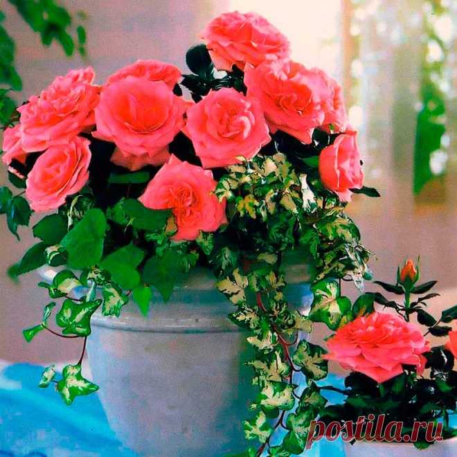 Комнатное растение Роза (Rosa). В отличие от своих садовых собратьев, горшечные розы отличаются меньшими размерами. На время вегетации растения рекомендуют вынести на открытый воздух и прикопать горшки в землю, занося их в дом лишь на время цветения (с весны до конца лета - при правильном уходе). После цветения кустики подрезают и осенью заносят в помещение. Зимой розы рекомендуют держать на солнечных окнах. Секрет успеха культивирования их в доме - интенсивный полив, обилие воздуха.