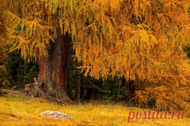Чарующие лиственницы: 30 фотографий - Фотопанорама