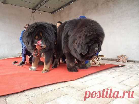 САМАЯ БОЛЬШАЯ И САМАЯ ДОРОГАЯ СОБАКА В МИРЕ !!! - ЖМИТЕ КЛАСС - ПУСТЬ ВСЕ УВИДЯТ ЭТО ЧУДО !!!