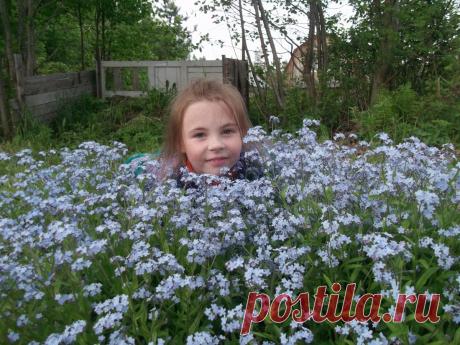 Гигантская незабудка сорт &quot; Алина&quot;. / Конкурс &quot;Дети на даче&quot; / 7dach.ru