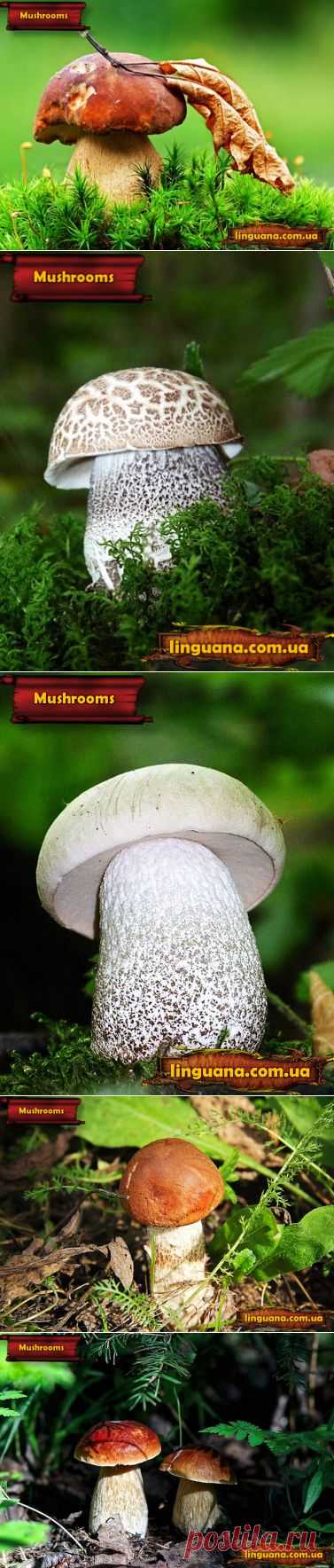 Linguana | Interesting Facts about Mushrooms (the Continuation)