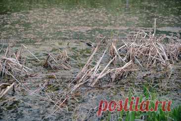 A pond with a lot of weeds and grass Стоковое фото, фотограф Ilaronsia / Фотобанк Лори