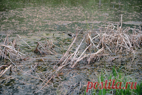 A pond with a lot of weeds and grass Стоковое фото, фотограф Ilaronsia / Фотобанк Лори