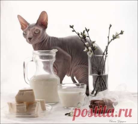 Страшнее кошки зверя нет!