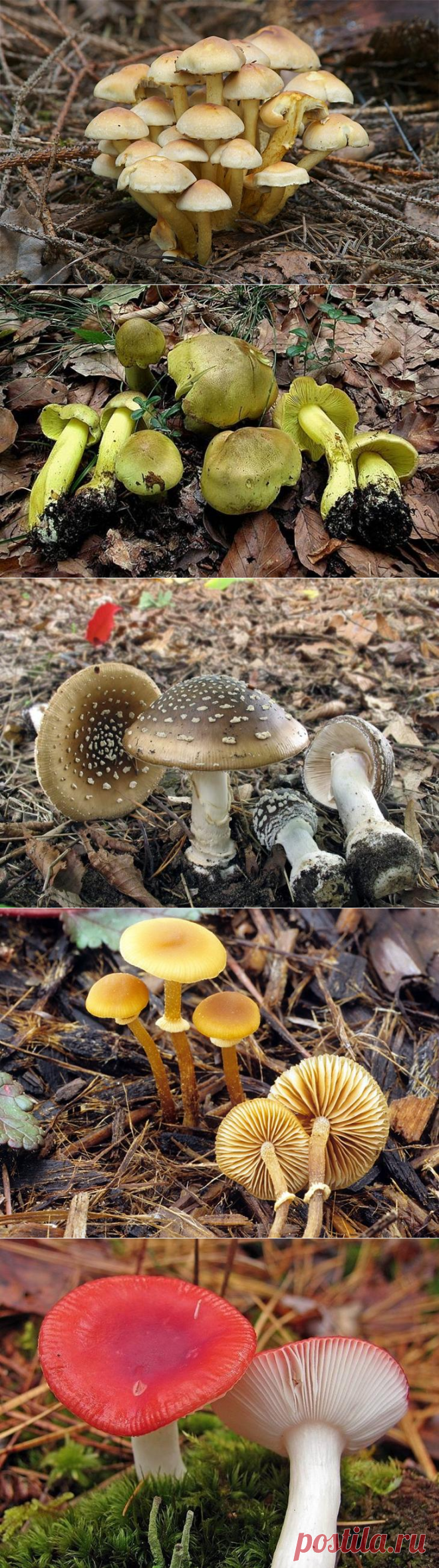 Самые опасные и ядовитые грибы