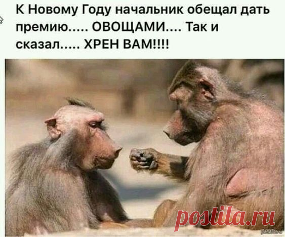 Архивы Анекдоты - БАгиня