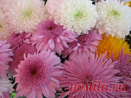 Плейкаст «МОЙ ПОДАРОК МИЛЫМ ПОДРУЖКАМ В ЗИМНЮЮ СТУЖУ!»