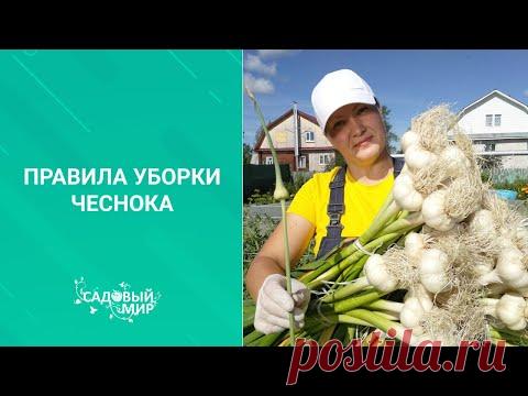 Когда выкапывать  озимый чеснок в июле. Верный признак готовности  по народной примете.