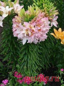 Удивительная лилия, которая имеет 100 цветков на одном стебле!!!  
Эта лилия именуется «Марлен» (Marlene) и своими необычными свойствами обязана такому явлению как фасциация – срастание стеблей, т.е. к мутации.Специально спровоцировать фасциацию нельзя, это свойство заложено генетически. Но повысить шанс цветения чуда можно хорошими подкормками , ведь самостоятельно лилии будет очень сложно прокормить такое количество цветов. Срастание стеблей может проявиться через несколько лет после посадки и