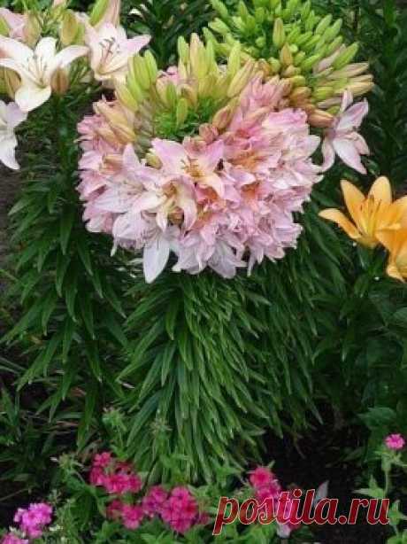 Удивительная лилия, которая имеет 100 цветков на одном стебле!!!  
Эта лилия именуется «Марлен» (Marlene) и своими необычными свойствами обязана такому явлению как фасциация – срастание стеблей, т.е. к мутации.Специально спровоцировать фасциацию нельзя, это свойство заложено генетически. Но повысить шанс цветения чуда можно хорошими подкормками , ведь самостоятельно лилии будет очень сложно прокормить такое количество цветов. Срастание стеблей может проявиться через несколько лет после посадки и