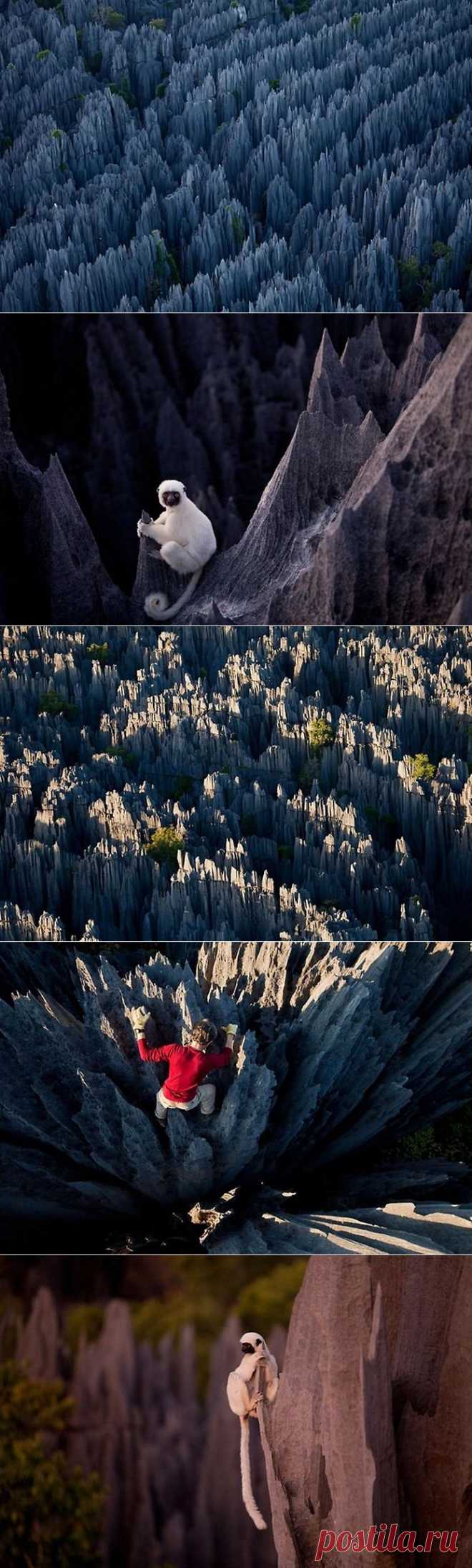КАМЕННЫЙ ЛЕС МАДАГАСКАРА