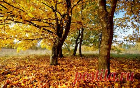 5 октября — Иона и Фока, Листопадная — Народный календарь от Астрору