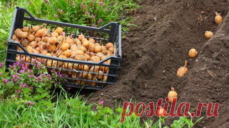 Посадка картофеля разных сортов по посевному календарю — Ⴚα∂ ℨα୮০τ০Ᏸҡα